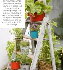  ??  ?? AN OLD STEPLADDER PROVIDES THE PERFECT WAY TO SAVE SPACE AND BRING YOUR EDIBLE PLANTS UP TO EYE – OR PICKING – LEVEL. POP A POT OF TRAILING TOMATOES ON TOP AND THEN PLANT HERBS IN CANS AND OLD MUGS WITH HOLES DRILLED FOR DRAINAGE