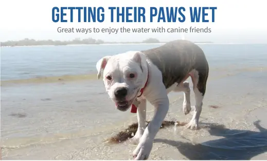  ??  ?? There are plenty of ways to let dogs enjoy water in Southwest Florida, including taking them to off-leash Dog Beach Park on Fort Myers Beach.