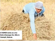  ?? PHILIPPINE STAR/ EDD GUMBAN ?? A FARMER works on a rice field at Barangay Sto. Niño in Calumpit, Bulacan.