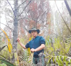  ?? Photo / Laurilee McMichael ?? Peter Marshall in the Whangamata¯ Stream Scenic Reserve at Kinloch with the poisoned kahikatea trees.