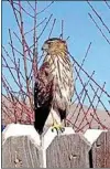  ?? PHOTO BY VIKKI WORRELL ?? What appears to be an immature Cooper’s Hawk perches on a fence.