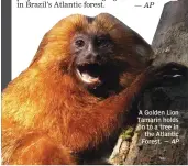  ?? — AP ?? A Golden Lion Tamarin holds on to a tree in the Atlantic Forest.