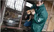  ?? Korea Times photo by Choi Won-suk ?? Victoria Stillwell, a well-known dog trainer, participat­es in an HSI rescue operation in Yeoju.