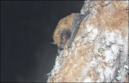  ??  ?? White-nose syndrome (WNS) has killed millions of bats in eastern North American since it was discovered in 2006. First detected in New York, the fungus that causes the disease is slowly moving westward as non-infected bats are exposed to infected ones.