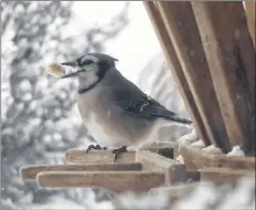  ?? Carla allen ?? A Blue Jay perches on the edge of a feeder with a peanut in his beak.