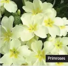  ??  ?? Primroses