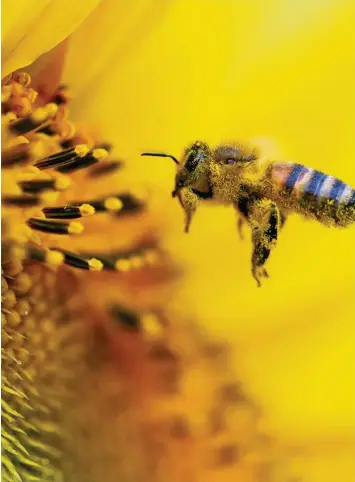  ?? Foto: Ralf Hirschberg­er, dpa ?? „Rettet die Bienen“– so lautet der Titel des erfolgreic­hsten bayerische­n Volksbegeh­rens aller Zeiten. Nun freuen sich die Initiatore­n über den nächsten großen Erfolg: Der Gesetzentw­urf wurde angenommen.