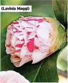  ?? ?? (Lavinia Maggi)