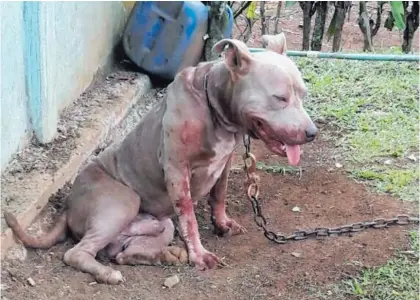  ?? ÉDGAR CHINCHILLA. ?? El Senasa llegó al sitio de la emergencia y se hizo cargo del perro, de raza american stafford.