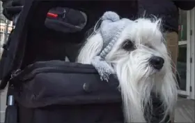  ?? Darrell Sapp/Post-Gazette ?? OUT FOR A STROLL Renfrew, an 11-year-old Havanese, sits in a stroller while being walked along Penn Avenue in Downtown on Monday by owners Rosemarie and Joseph Shirk. Ms. Shirk said Renfrew is named after the Butler County community of the same name, where her grandparen­ts lived after immigratin­g from Italy. Renfrew the dog is a descendant of Fuzzy Farm Devil Made Me Do It, a dog that competed in the 2007 Westminste­r Kennel Club Dog Show.