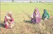  ?? HT FILE ?? Benefits under PM-Kisan will be handed out on the basis of land ownership, which means the beneficiar­y has to have the land in his or her name.