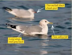  ??  ?? Long wings, mid-grey back Thin red bill, black cheek spot Fine, yellow bill