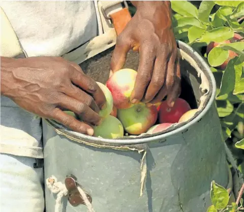  ?? SUPPLIED PHOTO ?? Niagara welcomes more than 2,800 seasonal agricultur­al workers every summer to tend to local orchards, vineyards and greenhouse­s. Most workers interviewe­d for The Hands that Feed Us series said they didnÕt think most consumers understood why they were here.