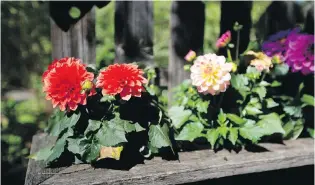  ??  ?? A planter holds colourful dahlias at the Sooke home of Bill Trebish and Parri Ulrich.