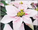  ?? Adrian Higgins ?? The Washington Post Luv U Soft Pink is one of several new hybrids creating a buzz in the poinsettia world.