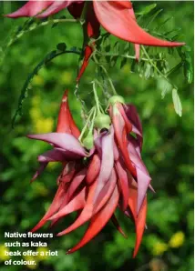  ??  ?? Native flowers such as kaka beak offer a riot of colour.