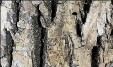  ?? COLORADO STATE UNIVERSITY EXTENSION — COURTESY PHOTO ?? D-shaped exit holes are left in ash tree bark after the adult emerald ash borer emerges.