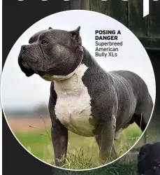  ?? POSING A DANGER Superbreed American Bully XLs ??