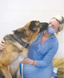  ?? MIKE BELL ?? Kona plants a kiss on the mask of Jordan Kuyvenhove­n, assistant manager at the Vancouver SPCA shelter.