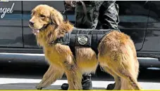  ?? —AFP ?? FURRY FRIEND Sniffer dog Cirilo walks with his handler in Tegucigalp­a, Honduras, on July 8.