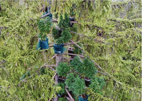  ?? Foto: Polizei ?? In fast 300 Töpfen wurde in den Baumwipfel­n Cannabis gezüchtet.