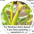  ??  ?? Try ‘Northern Extra Sweet’ if you fancy growing sweetcorn in the north