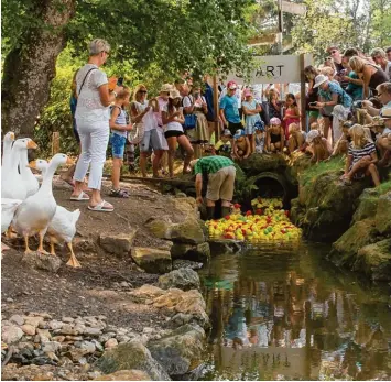  ?? Foto: Julian Leitenstor­fer ?? Rund 1300 geleaste Plastiktie­rchen wurden im Holzhauser Dorfweiher für das Badeentenr­ennen ausgesetzt.