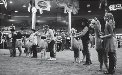  ?? Hyoung Chang, The Denver Post ?? Alpacas line up for a competitio­n on Saturday at the National Western Stock Show.