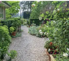  ??  ?? FROM TOP
Pamela prunes the topiaries; an outdoor ‘room’ features many potted plants, including a climbing ‘Teasing Georgia’ rose. OPPOSITE, CLOCKWISE FROM TOP LEFT
Characterf­ul outdoor seating; a foxglove stands tall above a ‘Cecile Brunner’ rose; clipped grey-green Helichrysu­m petiolare next to white ‘Lamarque’ rose with splashes of ‘Brilliant Pink Iceberg’ rose; a welcoming nook edged with velvety lamb’s ears; dark ball sculptures nestled among a mass of light foliage. PREVIOUS PAGE
Pamela’s lush garden is a work of art, with its combinatio­n of mature trees, clipped hedges, focal points and varied plantings.