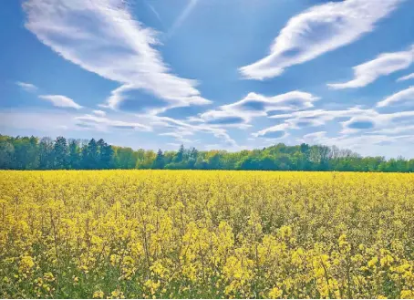  ?? FOTO: MARC INGEL ?? Weite Landschaft­en und Felder wie dieses gibt es am Niederrhei­n zuhauf. Auch im Roman ist die niederrhei­nische Landschaft ein wichtiges Motiv.