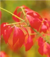  ??  ?? Euonymus alatus Lipstick-red leaves colour up by September and then they drop, earlier than most, to reveal corky, grey stems with winged bark.