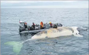  ?? DEPARTMENT OF FISHERIES AND OCEANS/SPECIAL TO CP ?? Researcher­s check out a dead right whale in the Gulf of St. Lawrence in a handout photo. Marine mammal experts say full necropsies will be needed to figure out what caused the deaths of at least six North Atlantic right whales found floating in the...