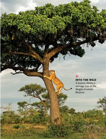  ??  ?? INTO THE WILD A lioness climbs a sausage tree in the Singita Grumeti Reserve