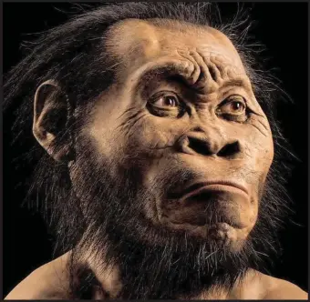  ??  ?? The Homo naledi skeletons are a mere 200,000 to 300,000 years old, which means primitive, small-brained hominins may have lived at the same time as the first modern humans in Africa