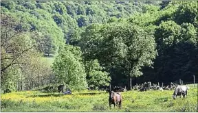  ??  ?? Le Parc national de forêts, en Champagne et Bourgogne, a été créé fin 2019.