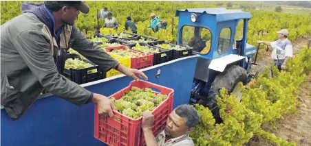  ?? PICTURE: ANDREW INGRAM. ?? GRAPES OF WRATH? Harvest is in full swing in the Cape Winelands. Picking Sauvignon Blanc on the Kaapzicht Wine Estate on the Bottelary Hills Wine Route in Stellenbos­ch is Gert Pedro, left, Ilias Janse and their co-workers.