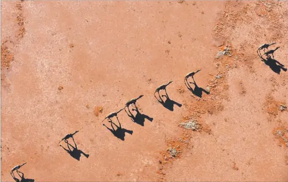  ?? Picture: STEVE STRIKE ?? Camels wandering on the edge of the Simpson Desert, 200km south of Alice Springs, will be left to their own devices once more