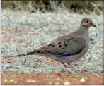  ?? Special to the Democrat-Gazette/JERRY BUTLER ?? With its slender, pointed tail feathers and smallish head, the mourning dove is commonly seen in Arkansas.