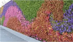  ?? Photo: Brian Sams Wattletree Garden Tours ?? An outdoor vertical wall garden of petunias, Coleus and Murraya in Shanghai, China.