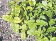  ??  ?? Variegated lemon balm