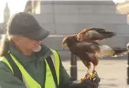  ?? LEO HORNAK/PRI’S THE WORLD ?? Handler Paul Picknell and the Harris’s hawk, Lemmy, whose job is not to hunt pigeons, but to scare them away.