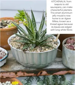  ??  ?? KITCHENALI­A, FROM TEAPOTS TO OLD SAUCEPANS, CAN MAKE CHARACTERF­UL PLANTERS. THIS SMART ALUMINIUM JELLY MOULD IS NOW HOME TO AN Agave filifera, KNOWN AS A THREAD AGAVE BECAUSE ITS LEAVES ARE EDGED WITH LONG WHITE FIBRES