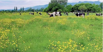  ??  ?? The cost of the giant buttercup to the dairy industry could be as high as $592 million a year if it spread across its potential range.