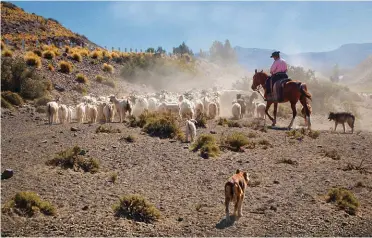  ?? NORBERTO ISMAEL CAFASSO ?? Above / Arriba: Near Corcovado, Argentina, a rider takes his herd to the mountains in search of more pastures. Cerca de Corcovado, Argentina, un jinete lleva su rebaño hacia la cordillera en busca de mejores pastos.