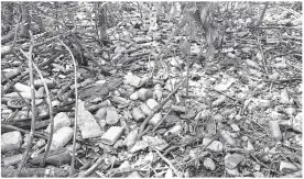  ??  ?? Plastic bottles strewn all over the land surface on Refuge Cay.