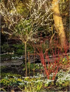  ??  ?? Sprinkling­s of snowdrops and aconites beneath the bright white flowers of Prunus mume ‘Omoi-no-mama’ and fiery cornus in the woodland-styled garden