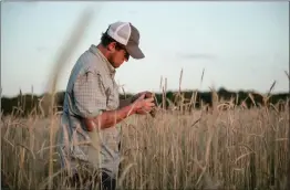  ?? SUBMITTED ?? Brad Peacock takes a look at a field of cereal rye, which is a species used for a cover crop. Peacock has just started using cover crops on his farm, explaining that cover crops help retain moisture, improve soil structure, reduce soil erosion and suppress weeds. He said he does not harvest the cover crops but, instead, plants directly into them.