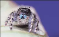  ?? Noah Fram-Schwartz / Contribute­d photo ?? A large male jumping spider searches for prey on a Hydrangea leaf. The spider’s eight eyes (only four of which are visible above) give it a nearly 360o field of view.