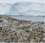  ?? ?? Adélie penguins use Commonweal­th Bay as a breeding ground despite the extreme winds