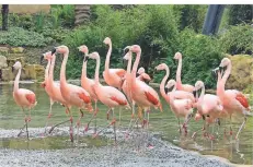  ?? FOTO: FISCHER ?? Flamingos im neuen Aralandia des Wuppertale­r Zoos.